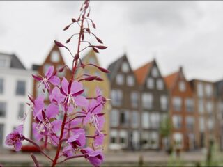 Bevolkingsgroei zet door, Nederlanders leven steeds vaker alleen