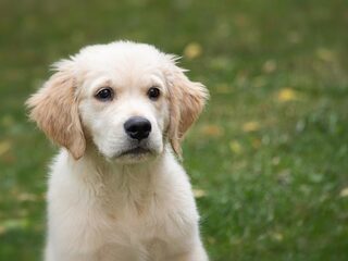 Schattig al die corona-puppy's, maar er is een keerzijde