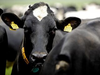 Als we de boeren willen helpen moeten we stoppen met vlees eten