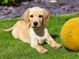 Waar komt deze pup vandaan? We weten het nog altijd niet