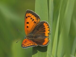 Grote vuurvlinder in Fries gebied rigoureus weggeschraapt