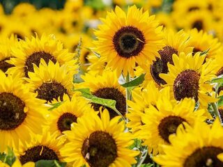 Geurtraining voor bijen verhoogt productie van gewassen