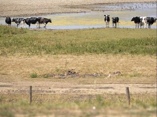 Marc Calon (LTO): ‘Per dag stoppen 6 boerenbedrijven’