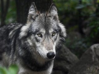 Friesland wil geen wolf