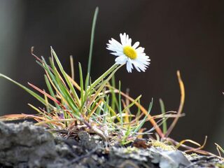 Miljoenen soorten op dat hele kleine stukje aarde
