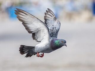 Voortekenen van de lente in januari: een broedende stadsduif
