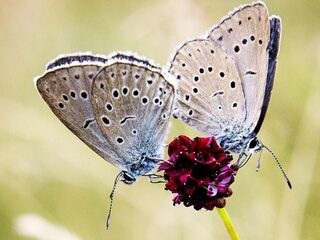 Oeps, daar ging het donker pimpernelblauwtje