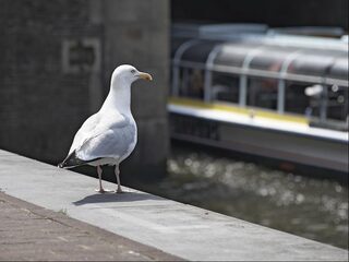 'Dieren die snacken in de stad hebben het moeilijk'