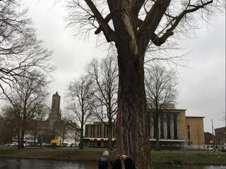 Geen kapvergunning nodig: kaalslag in Arnhem