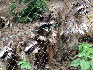 Wasbeer plant zich voort in Nederland, maar wat nu?