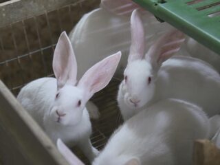 Konijnenfokkers bedreigd door dierenactivisten: 'We voelen ons niet veilig'