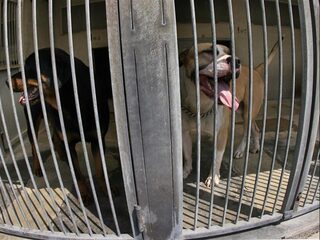 Vechthonden: een bijtend probleem