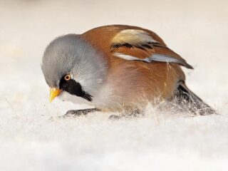 'Winter 2021 toonde aan dat wij niet om kunnen gaan met de dood'