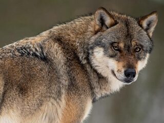 Wolf vestigt zich na 150 jaar definitief weer in Nederland