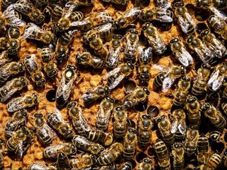 We kunnen niet zonder insecten, dit plan moet ze redden