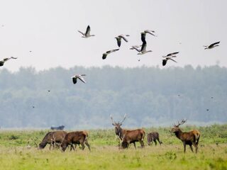 Rechter: afschieten edelherten Oostvaardersplassen mag beginnen