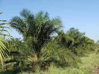 Grootschalige ontbossing in Liberia ook met Nederlands geld