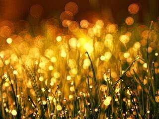 De graspollen vliegen door de lucht