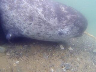 Niet zo handig: bevriezen als je wilt vluchten