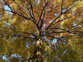 De herfst komt dit jaar langzaam op gang