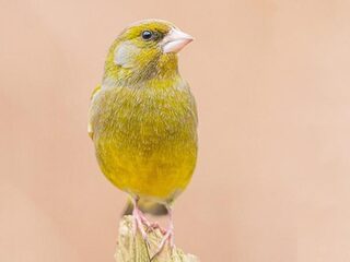 De groenling klinkt als een straaljager