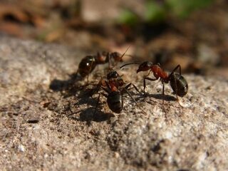 Boswachter Frans is opgetogen: 2016 was een fantastisch natuurjaar