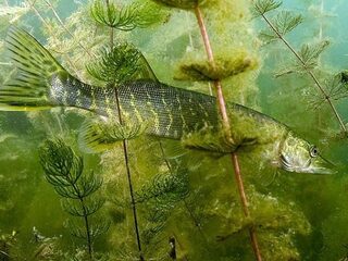 Snoek is terug van weggeweest