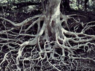 Wetenschap 2020: Zo verstrengeld is de menselijke stamboom