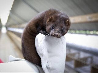 Minister Schouten: aannemelijk dat mens met corona besmet is door nerts