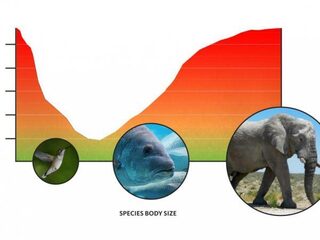 Weeg je als dier 35 gram? Dan heb je geluk