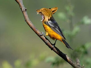 Waarom sleutelen aan DNA soms onvoorziene gevolgen heeft