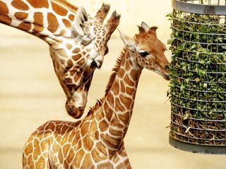 'Het is niet erg als sommige dieren uitsterven'