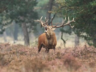 Dierenleed in series: 'Het Bambi-complex liet me niet meer los'