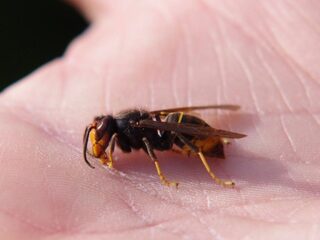 Aziatische hoornaar rukt op: zo herken je ze