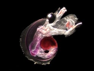 Op planktonjacht in de oceaan