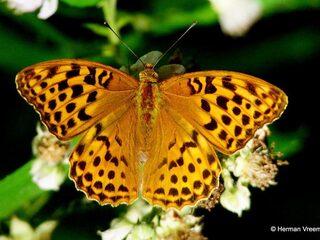 Droogte of niet, het stikt van de vlinders in de tuin! Bij jou ook?