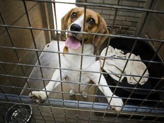 Dierenbescherming: asiel was nog nooit zo leeg