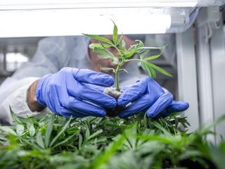 'Minder THC in cannabis verlaagt de kans op psychoses'