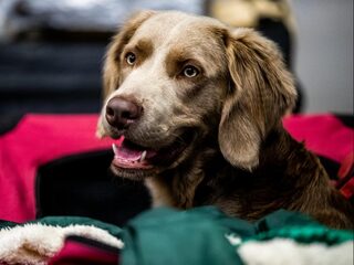 Wel of geen 'troosthond' in coronatijd?