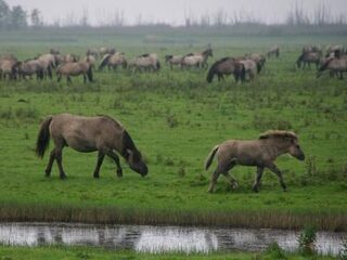 Cruciale week voor de Oostvaardersplassen