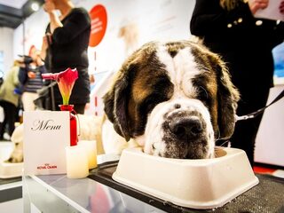 'Mijn kat is veganist'