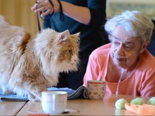 Wanneer komen er regels voor zorgdieren?