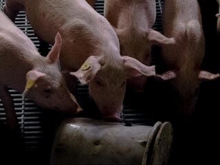 Ruim 900 dode varkens in Winterswijk