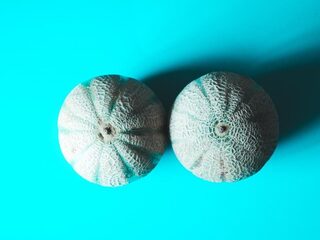 Stand.nl: 'We worden helaas steeds preutser'