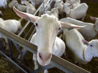 Aantal melkgeiten blijft maar groeien, wat ook tot zorgen leidt