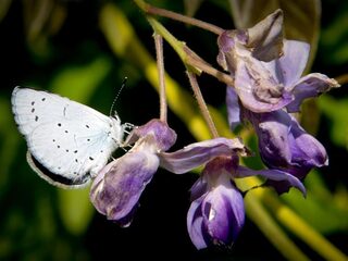 Stand.nl: 'Een betere biodiversiteit begint bij jezelf'