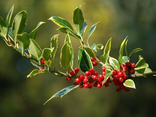 'Wat is er ellendiger dan een tuin zonder vogels?'