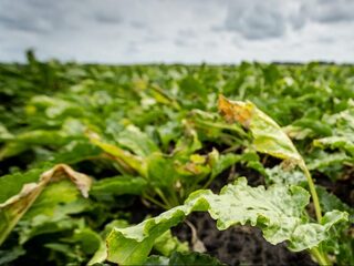 Hoe maken we voedselconsumptie duurzamer en gezonder?