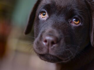 Feit of Fictie: 'Een hond kan sterven van verdriet bij overlijden baas'