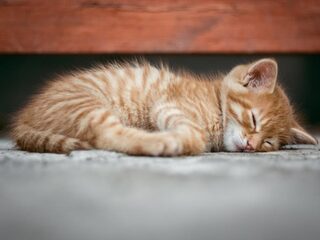 5 tips om voldoende slaap te krijgen